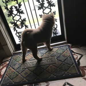 Meet your Posher, Tyson